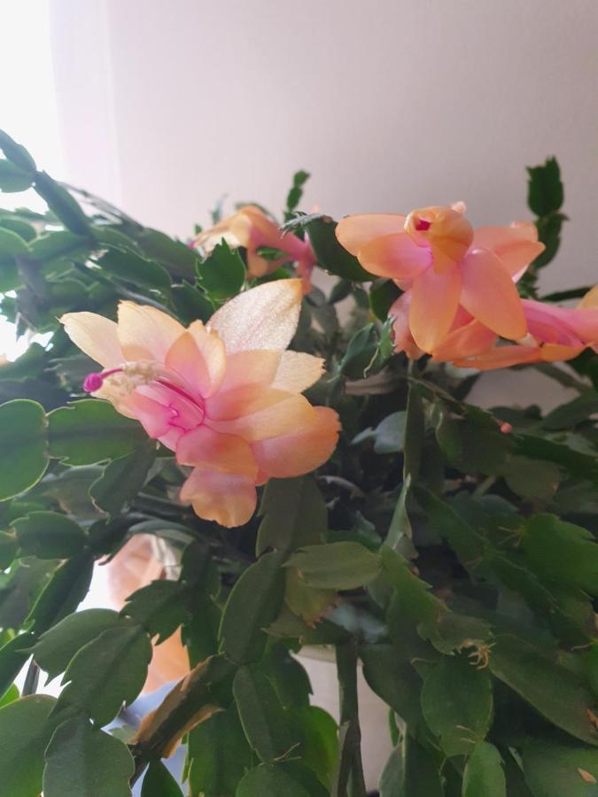 Apartman Noa Knin Bagian luar foto