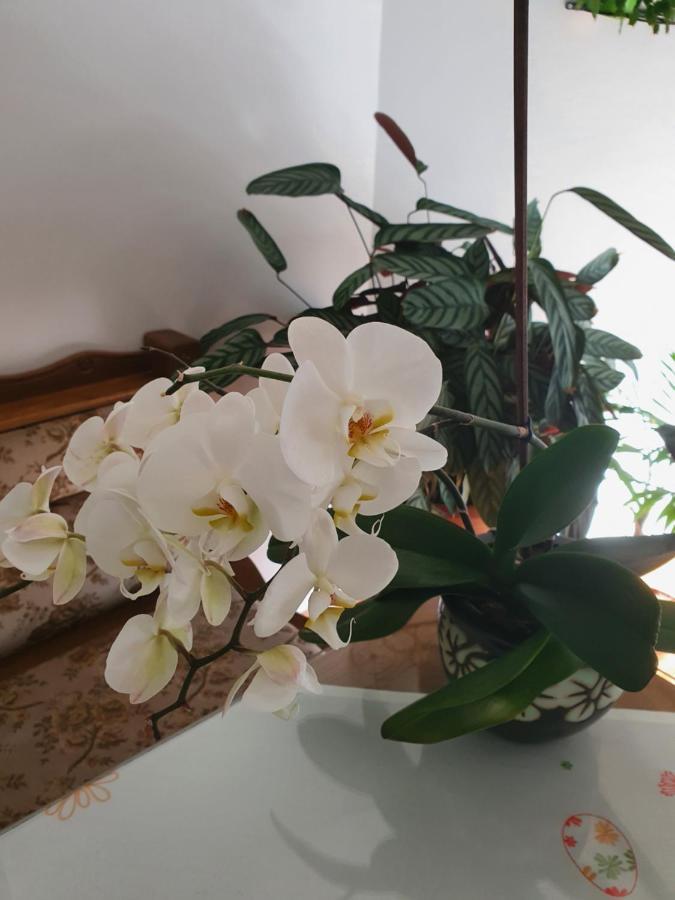 Apartman Noa Knin Bagian luar foto
